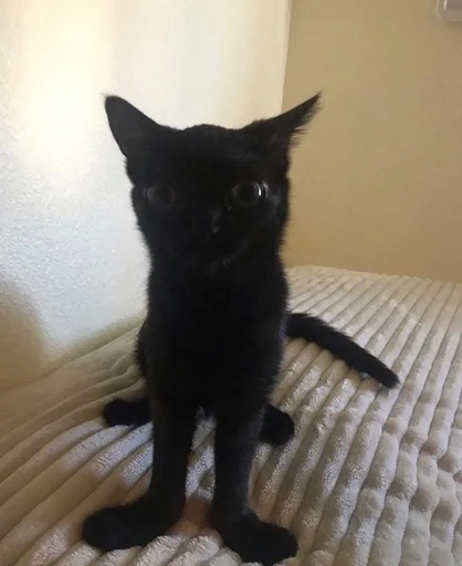 indoor animal small to medium-sized cats