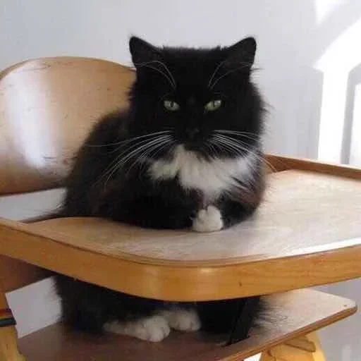 кошки малого и среднего размера кошачьи комнатный