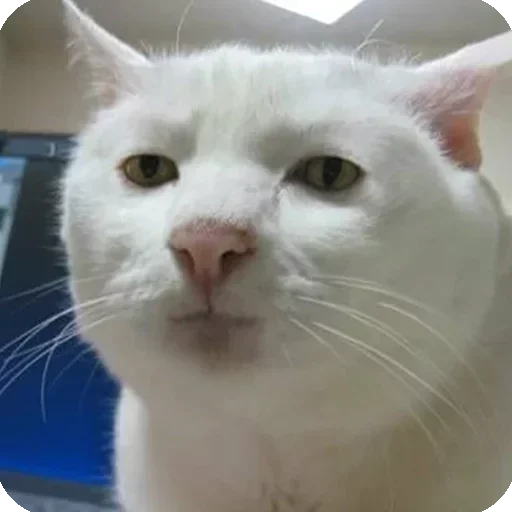 животное млекопитающее кошка