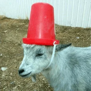 @pidrasi - животное