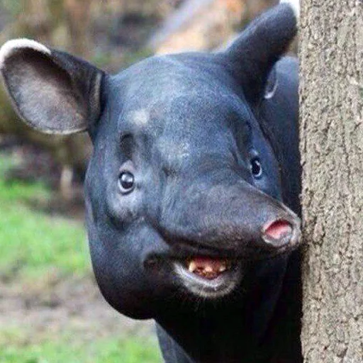 млекопитающее животное на открытом воздухе