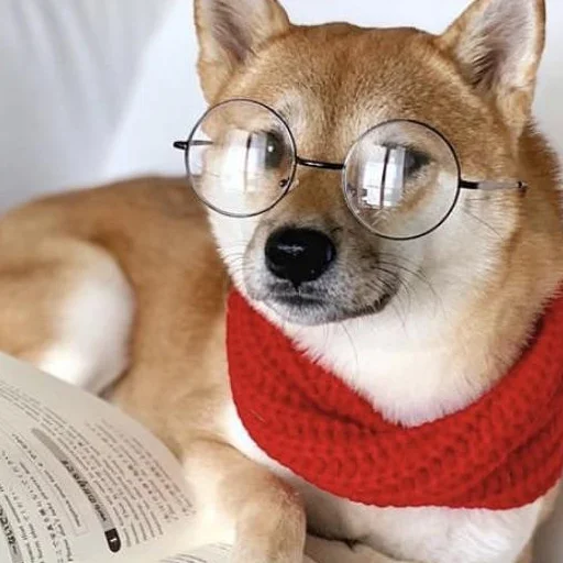 домашнее животное порода собак комнатный