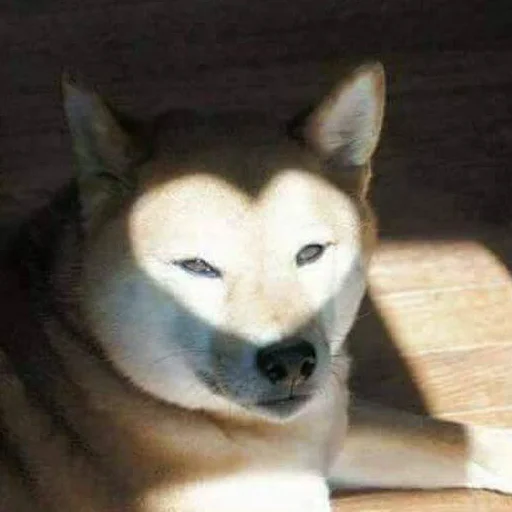 животное млекопитающее домашнее животное