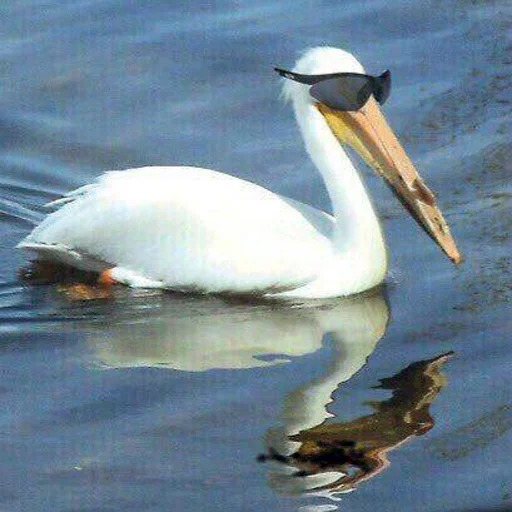 animal aquatic bird bird