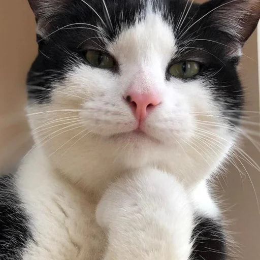 животное млекопитающее домашняя кошка