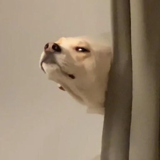 животное млекопитающее домашнее животное