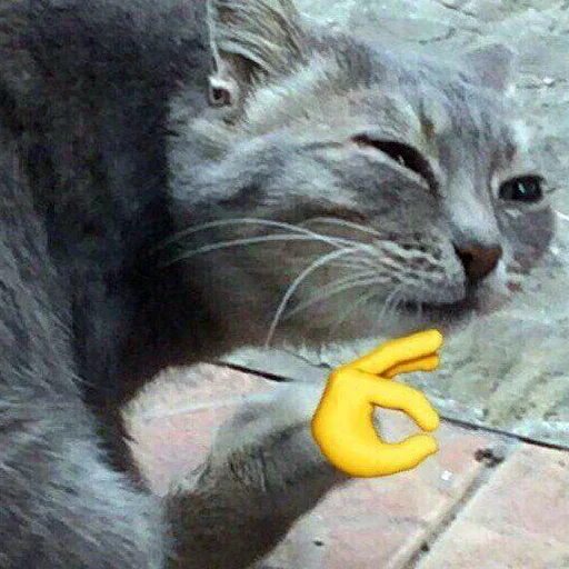 млекопитающее земля кошачьи