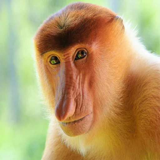 animal mammal primate