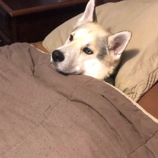 pet animal dog breed