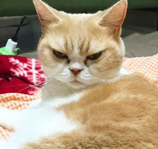 животное кошка млекопитающее