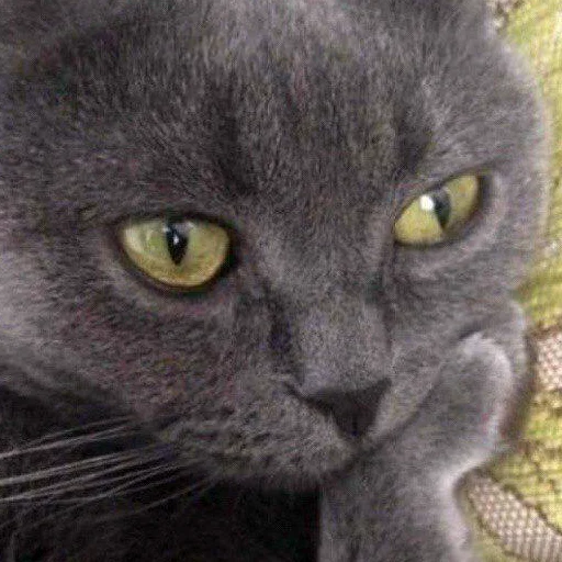 млекопитающее животное кошка