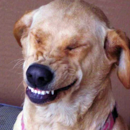 порода собак домашнее животное животное