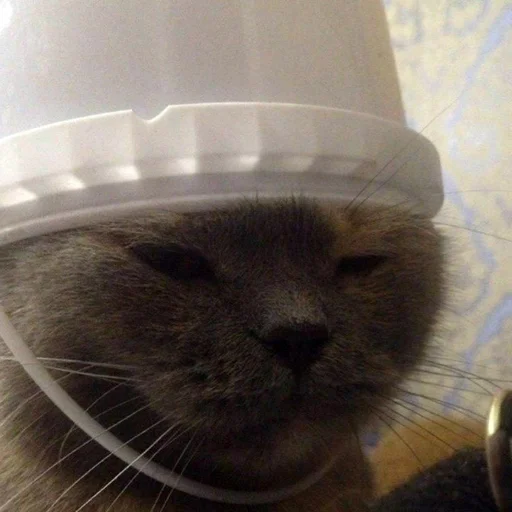 животное кошки малого и среднего размера комнатный