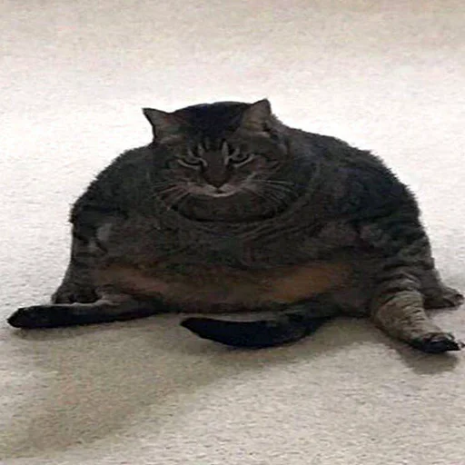 домашняя кошка млекопитающее кошка