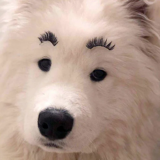 млекопитающее животное собака