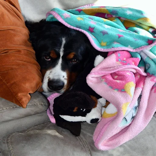 порода собак домашнее животное собака