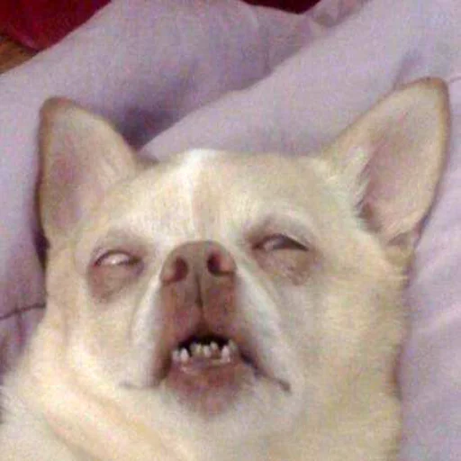 млекопитающее животное домашнее животное