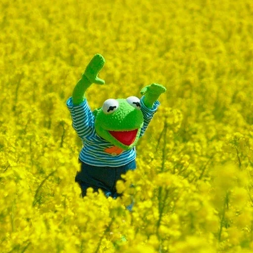 vegetable mustard outdoor