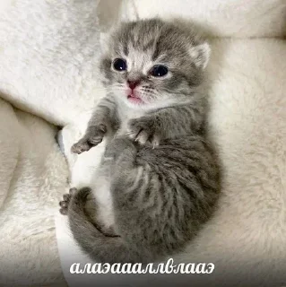 Sticker Больше стикеров 👉🏻 @stickertg4 - 2