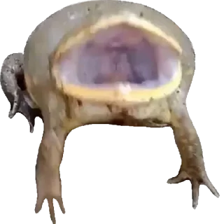 jabas - животное