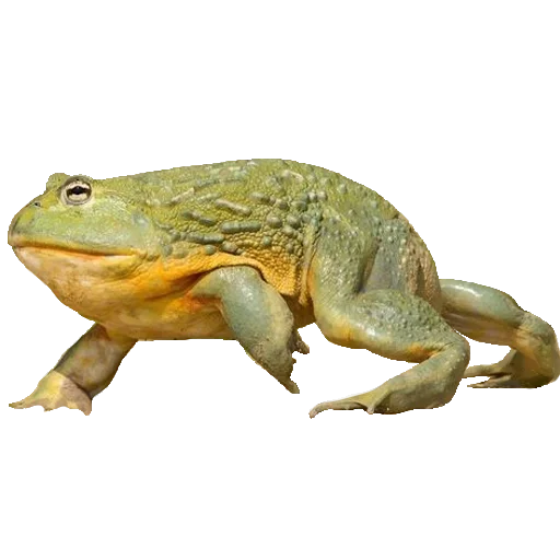 animal frog amphibian