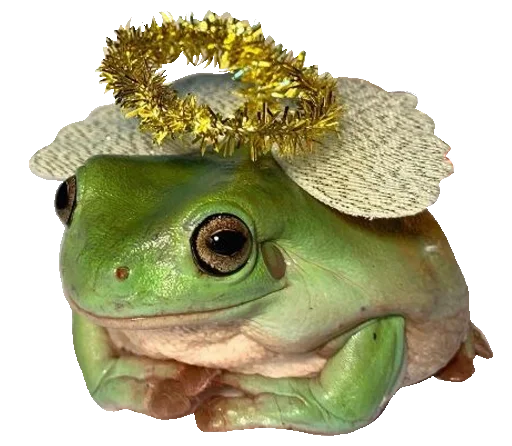 животное лягушка амфибия