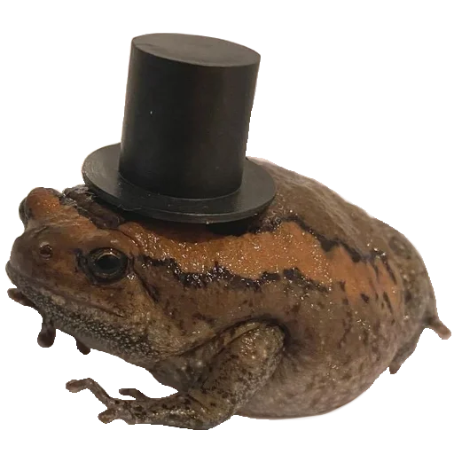 натюрмортная фотография искусство шляпа