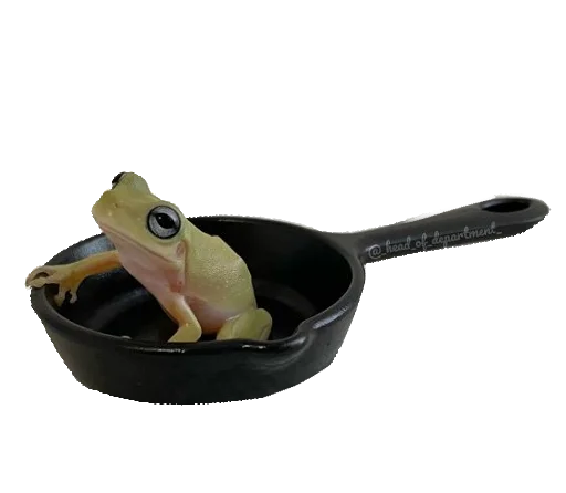 amphibian bowl frog