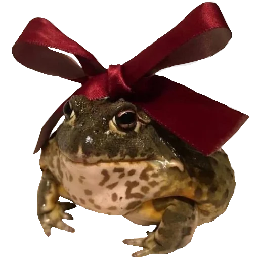 амфибия лягушка животное