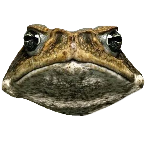 animal frog amphibian