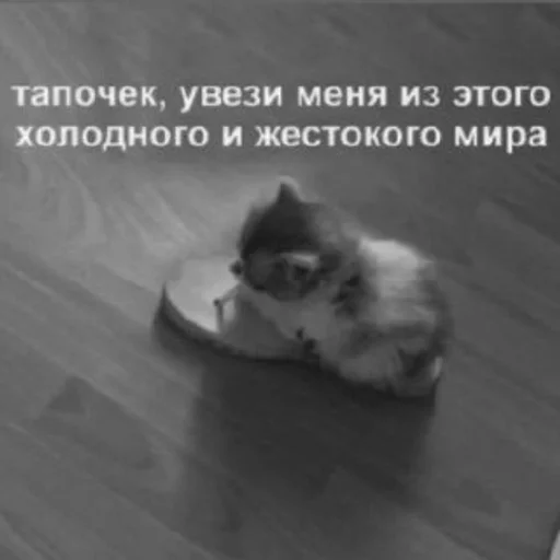 domestic cat cat animal