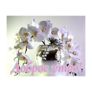 Sticker Доброе утро by @stqrapp - 1