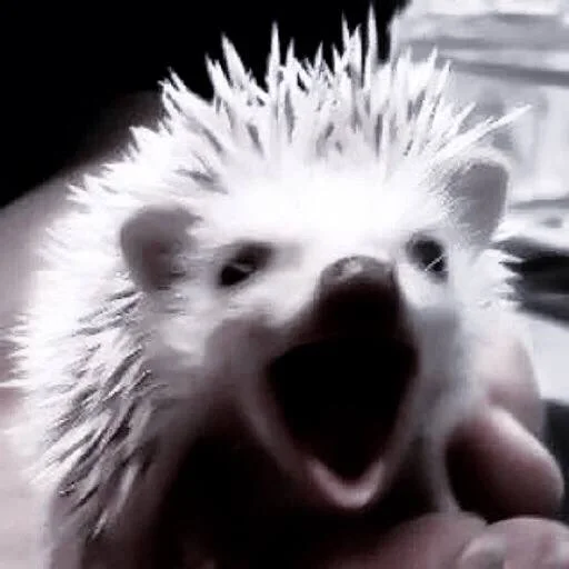 животное млекопитающее ёж