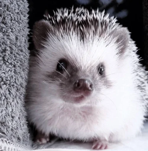 животное млекопитающее ёж