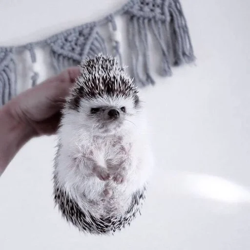 млекопитающее животное ёж