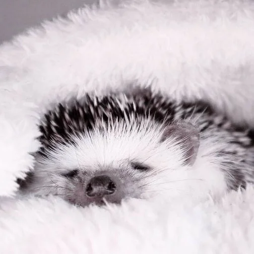 млекопитающее животное ёж