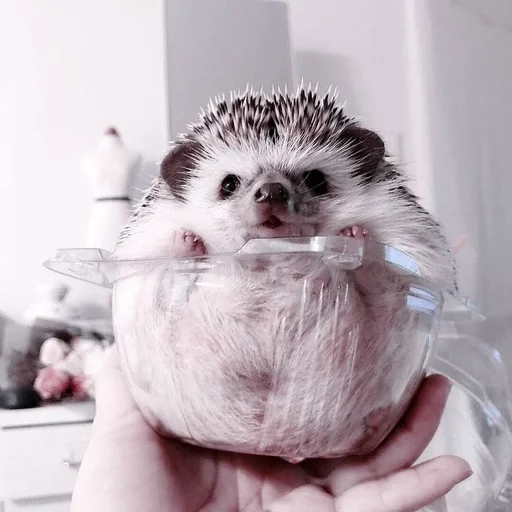 animal mammal indoor