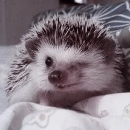 animal mammal hedgehog