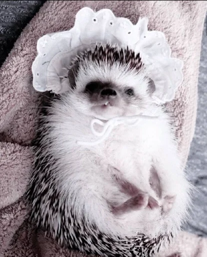 животное млекопитающее мех