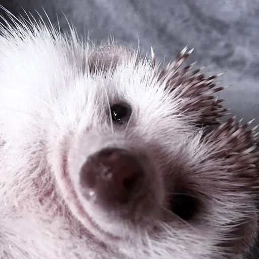 животное млекопитающее ёж