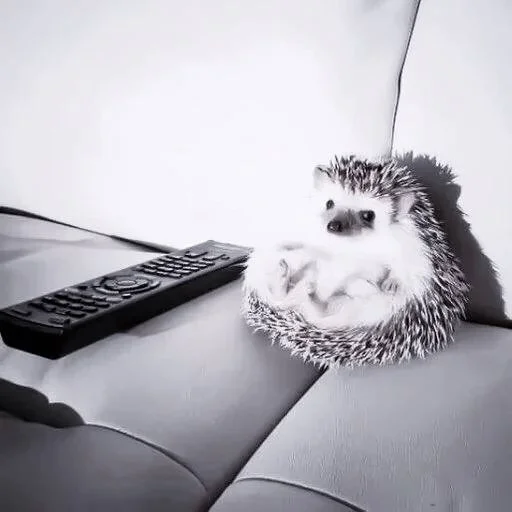 животное мышь компьютерная клавиатура