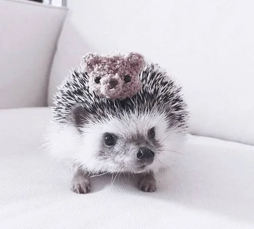 млекопитающее животное ёж