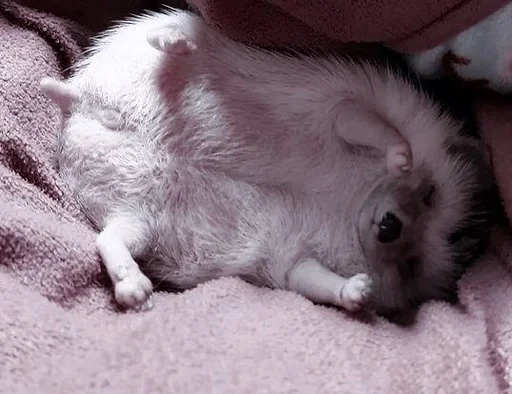 млекопитающее животное домашнее животное