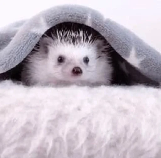 млекопитающее животное мех