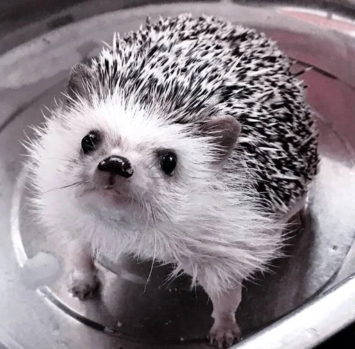 животное млекопитающее ёж