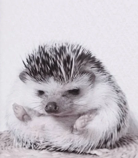 животное млекопитающее ёж