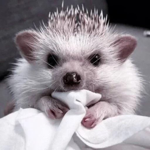 животное млекопитающее ёж