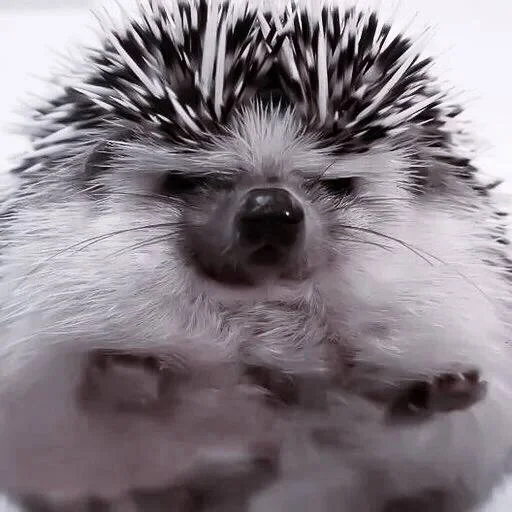 животное млекопитающее ёж