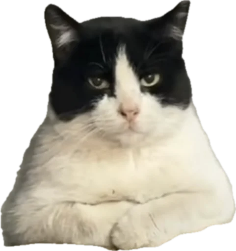 Стикер jojapack - 1