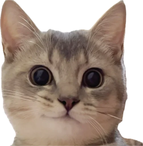 Стикер jojapack - 1